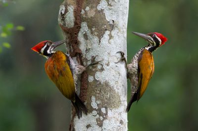 Prevent Costly Repairs with Woodpecker Removal Service!