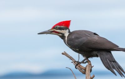 Protect Your Property with Woodpecker Removal Service!