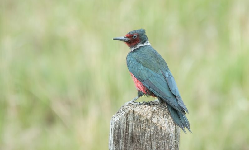Woodpecker Removal Service