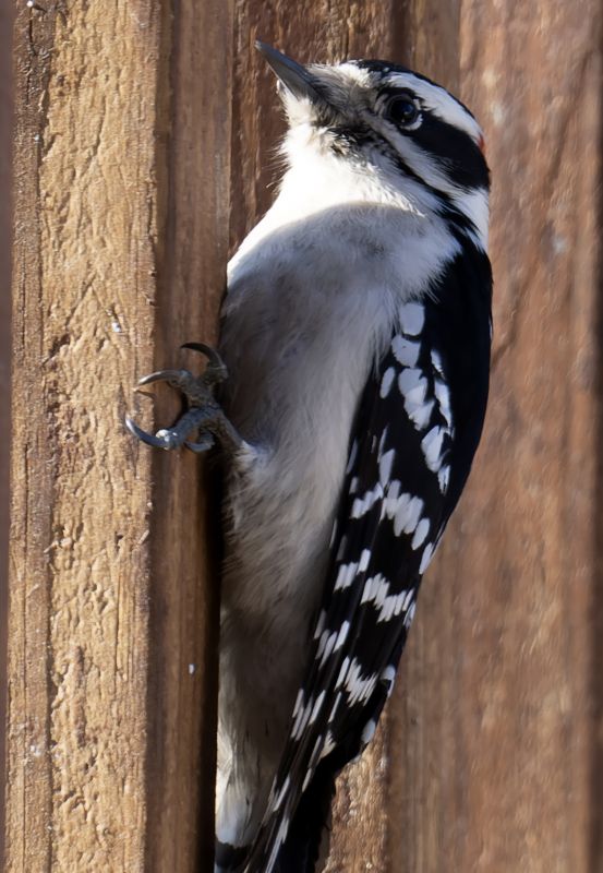 Woodpecker Removal Cost — Cost of Woodpecker Removal Service