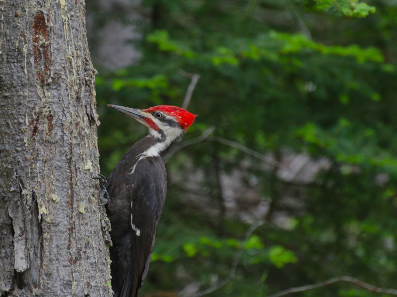 Woodpecker Removal Cost — Cost of Woodpecker Removal Service