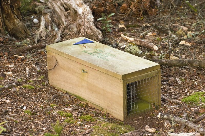 Woodpecker Removal Cost — Cost of Woodpecker Removal Service