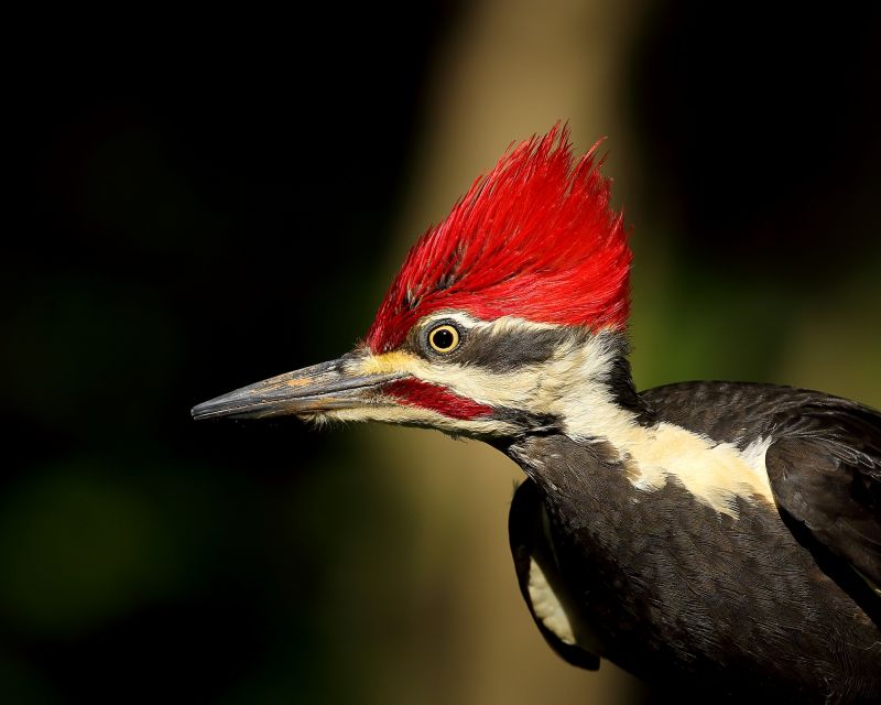 Woodpecker Removal Service