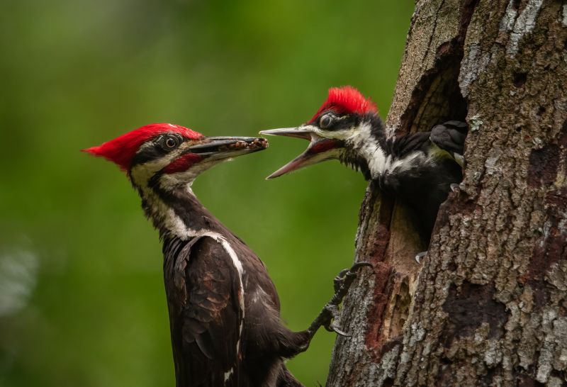 Woodpecker Removal Service