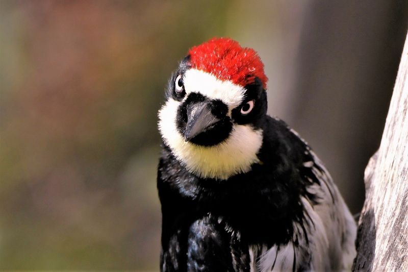 Woodpecker Removal Service