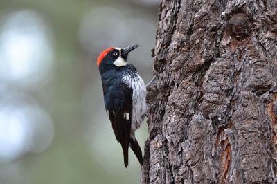 Woodpeckers Can Cause a Lot of Damage to Buildings!